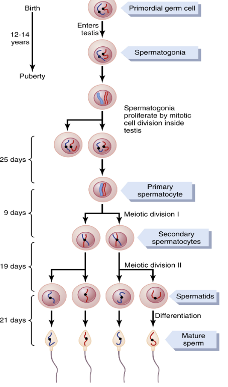 <ol><li><p><strong>Spermatogonium</strong> prolifererar och vandrar mot lumen och passerar <strong>sertoliceller</strong> → genom ett antal modifieringar bildas en <strong>primär spermatocyt</strong> (diploid).</p></li><li><p>Den primära spermatocyten genomgår meios I och blir en <strong>sekundär spermatocyt</strong> (diploid).</p></li><li><p>Primär spermatocyt genomgår meios II för att bli fyra haploida <strong>spermatider</strong>. </p></li></ol><p><span><img src="https://lh5.googleusercontent.com/inSpNb-kiHuVj7gLuptu50BmRX0U547Xbvu0He5XZFoVPUUK30r0GB3IrKTW-na9EIUVkLpDWDBVbFRX36Dsb-XaBuEqDKquVXUScTmTM6VXLXFClO_crX8-SbSK507DToYAxnBHzX57bUBsLPD3tBA" width="175" height="154.328125"></span></p>