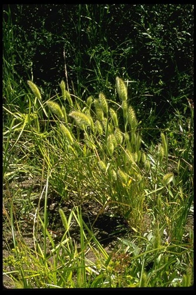 <p>Grass + Flowers</p>