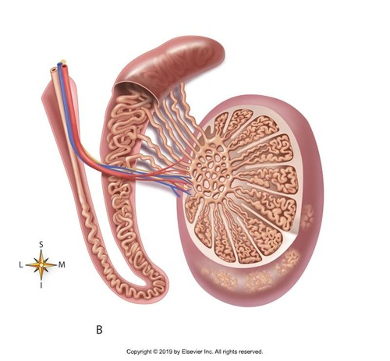 <p>The epididymis stores and matures sperm produced in the testes.</p>