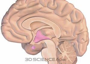 <p>identify the structure</p>