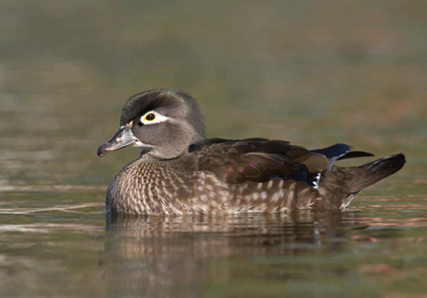<p>Anseriformes</p>