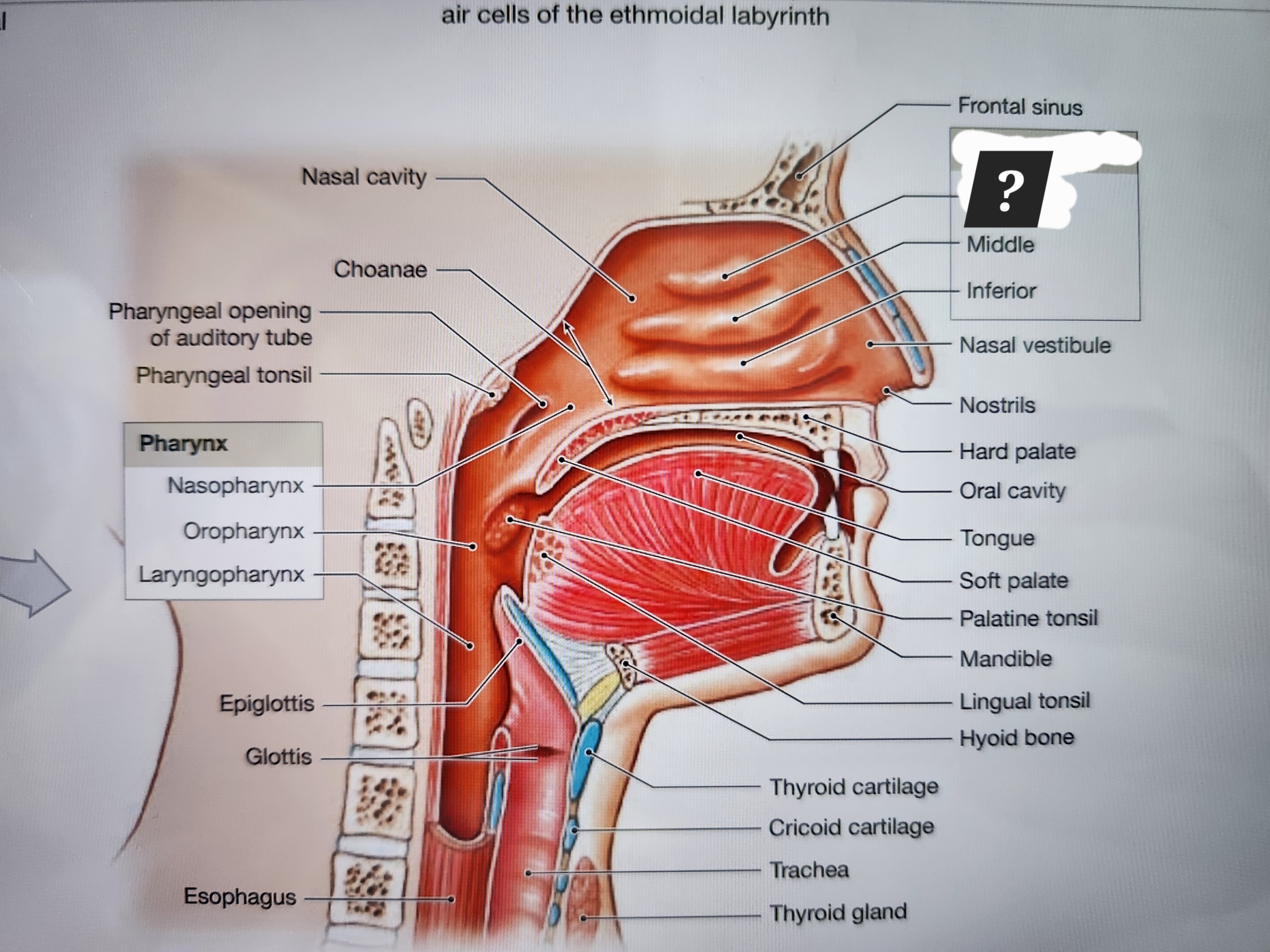 knowt flashcard image