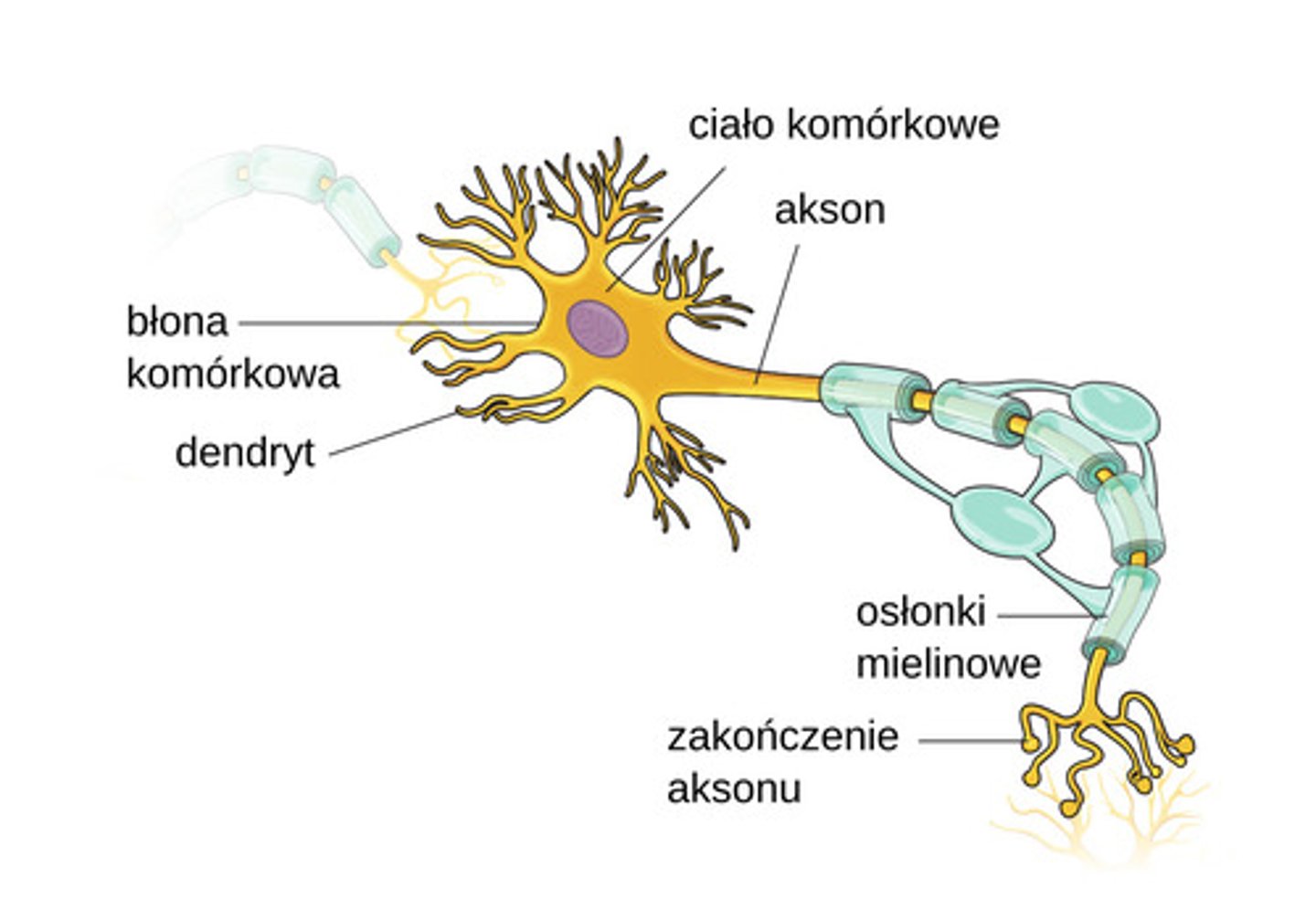 <p>budowa neuronu:</p>