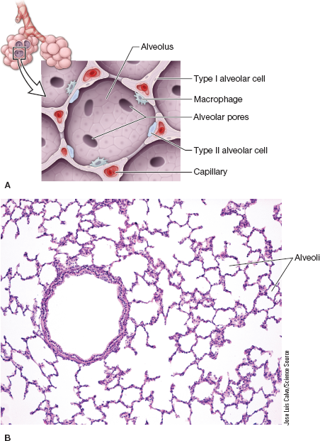 <p>Alveoli are hollow spheres with open pores that connect to other alveoli. These pores help equalize air pressure throughout the lungs and allow for efficient gas exchange. </p>