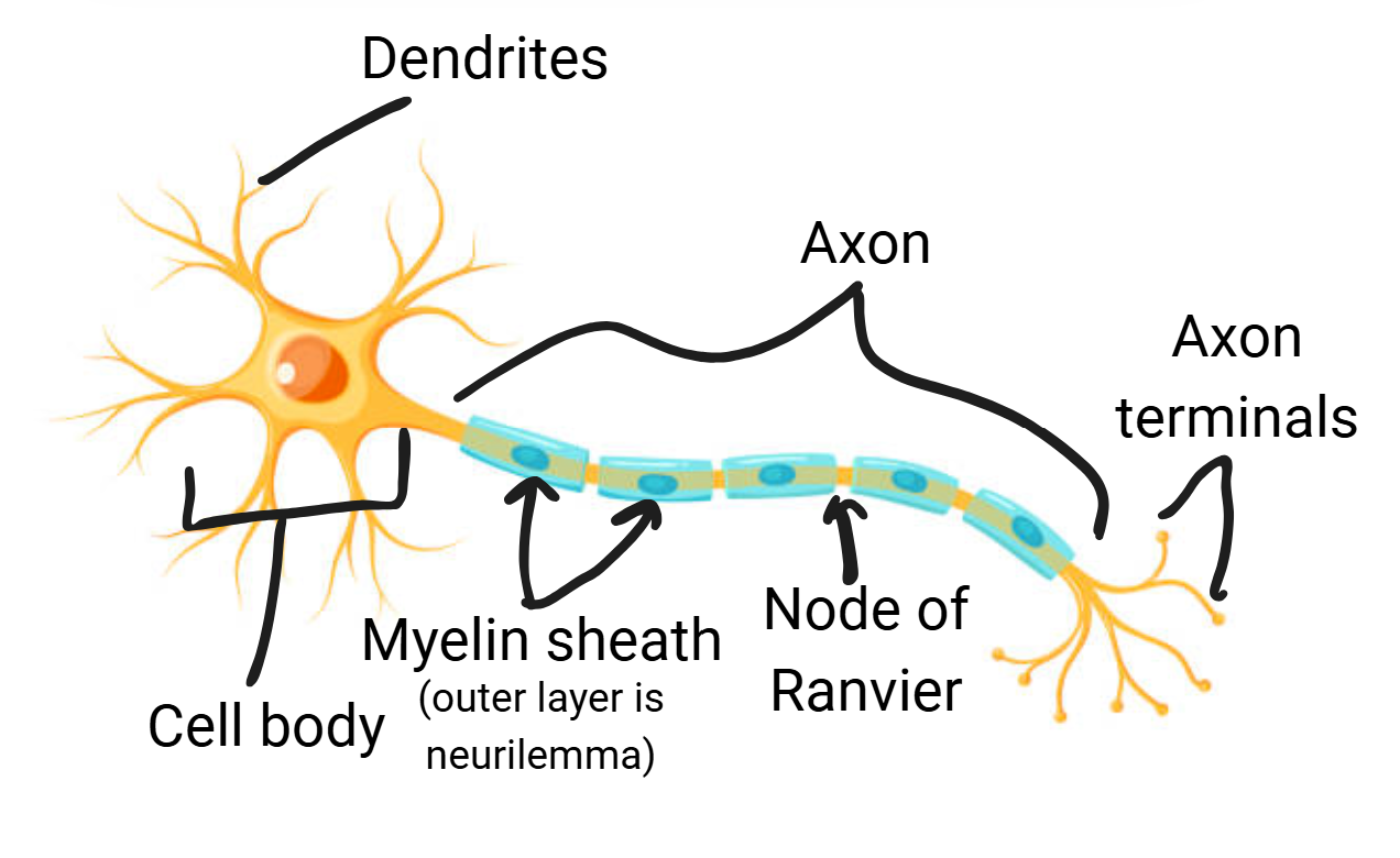 <ul><li><p>cell body (nucleus, cytoplasm, organelles)</p></li><li><p>Dendrites (bring impulses toward cell body, has receptors)</p></li><li><p>Axon (send impulses away from cell body)</p><ul><li><p>end in <strong>axon terminals</strong> which release neurotransmitters to pass the impulse to the next neuron</p></li></ul></li><li><p>Myelin sheath</p></li><li><p>Nodes of Ranvier</p></li><li><p>Neurilemma (outside layer of myelin)</p></li></ul><p></p>