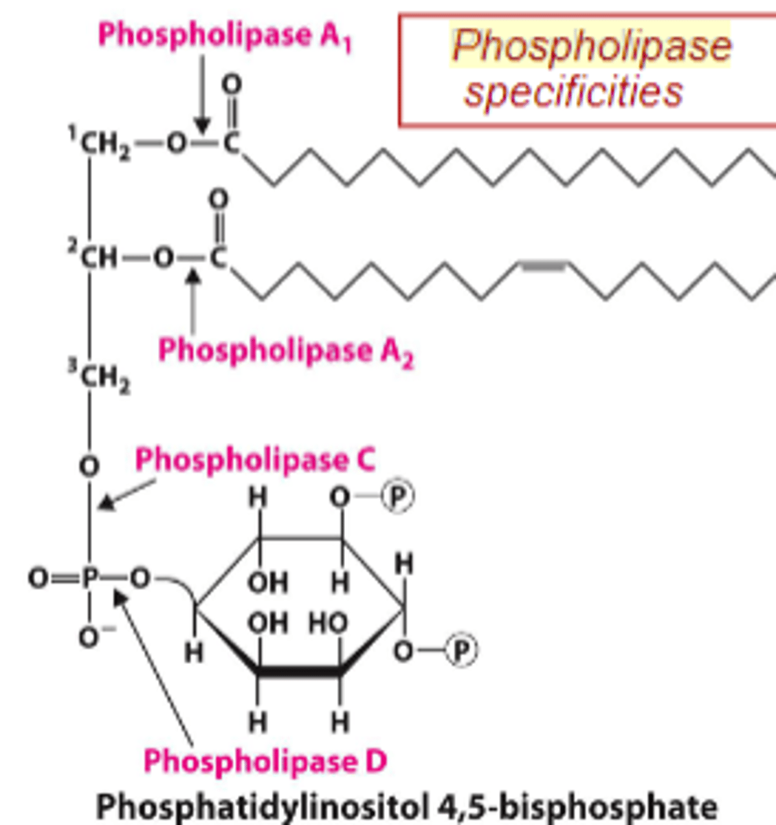 <p>PLA1 cleaves ester bond to C1 OH</p><p>PLA2 cleaves ester bond to C2 OH</p><p>PLC cleaves phosphate ester bond to C3 OH</p><p>PLD cleaves phosphate ester bond to "X" (other alcohol on C3 phosphate)</p>