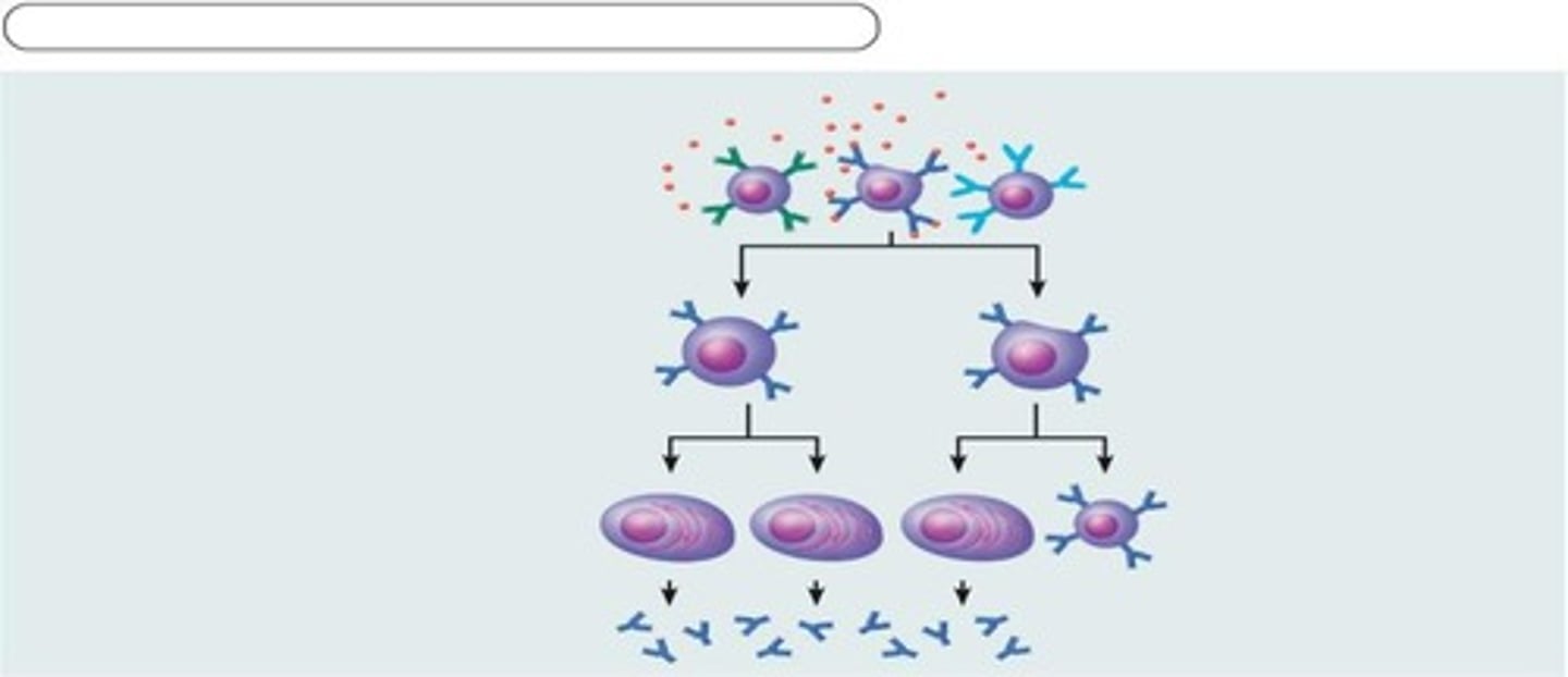 <p>Activated B lymphocytes that produce specific antibodies.</p>