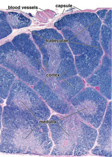 <p>what type of tissue is this? regresses after puberty, divided into lobules, Tcell education,</p>