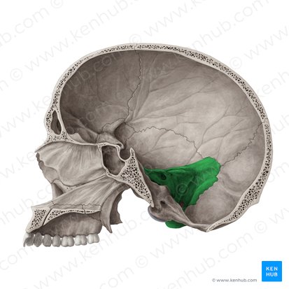 <p><span><span>dense, pyramid-shaped part of the temporal bone located at the base of the skull between the sphenoid and occipital bones</span></span></p>