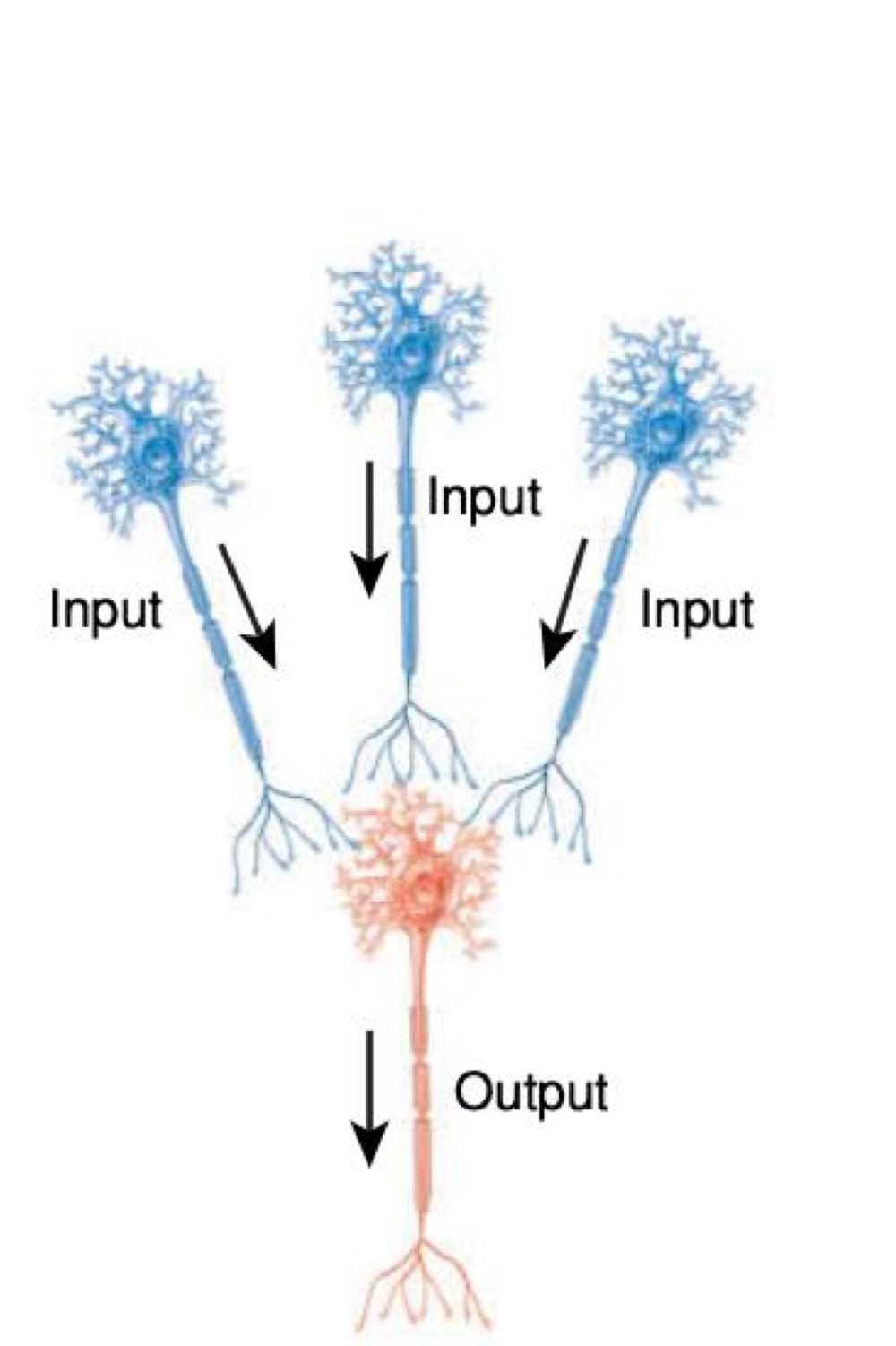 <p>what kind of neural circuit is this </p>