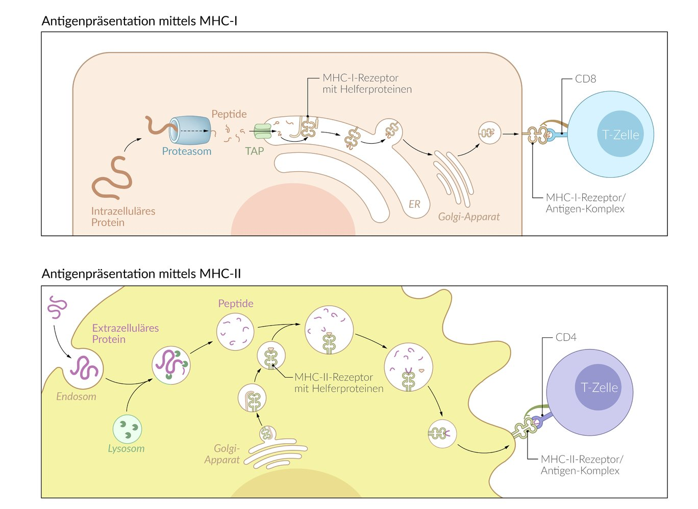 <p>C. Proteolytic cleavage of external antigenic proteins after endocytosis</p>