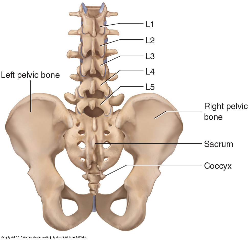 <p><span>pelvis, vertebrae</span></p>