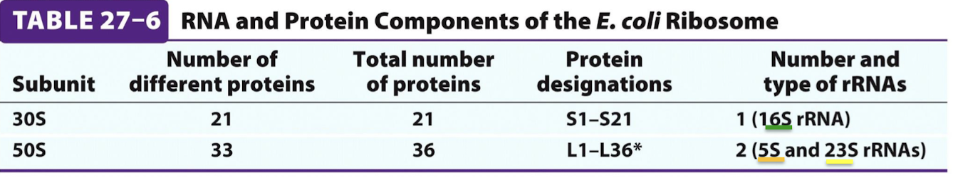 <p>The 16S rRNA belongs to the 30S/small subunit and the 5S and 23S rRNAs belong to the 50S/large subunit.</p>