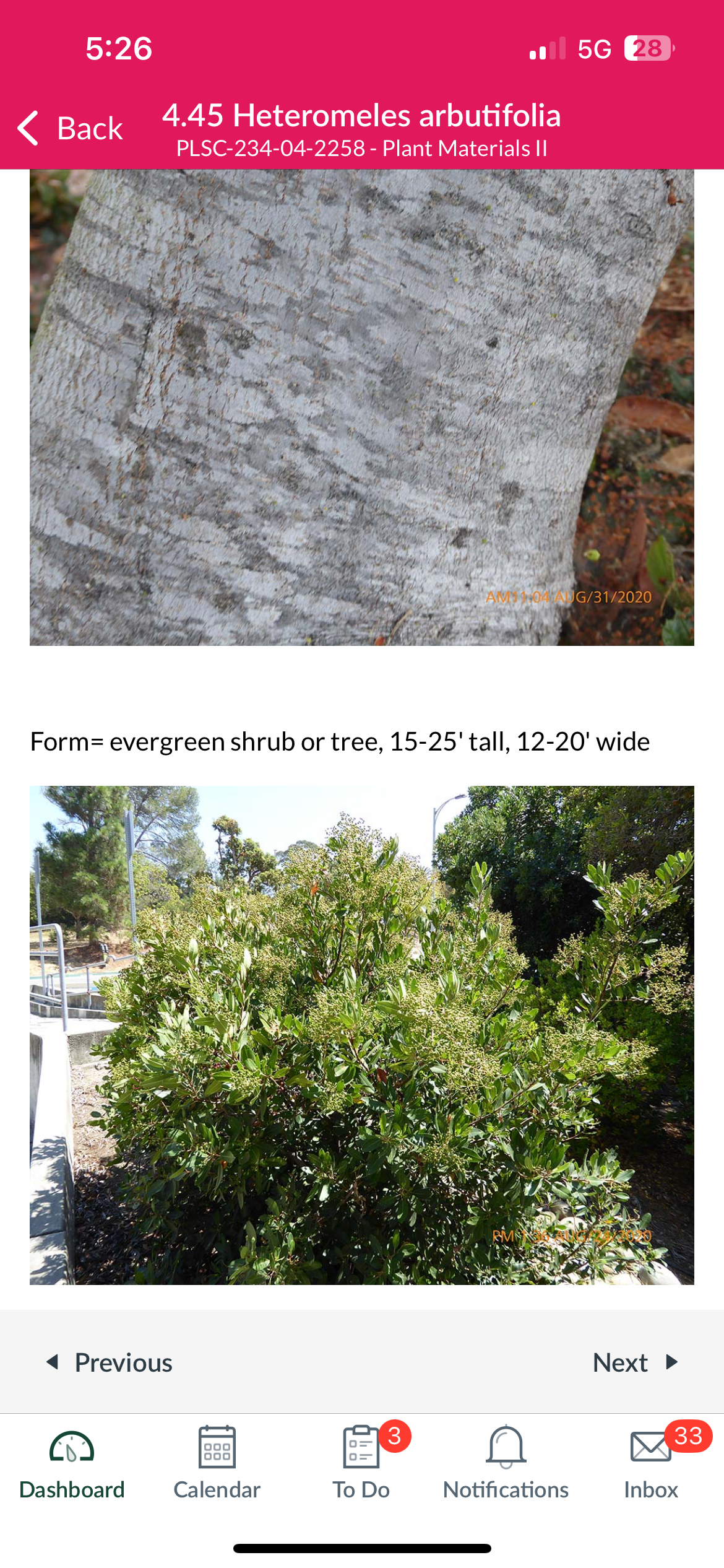 <p>Heteromeles arbutifolia</p>