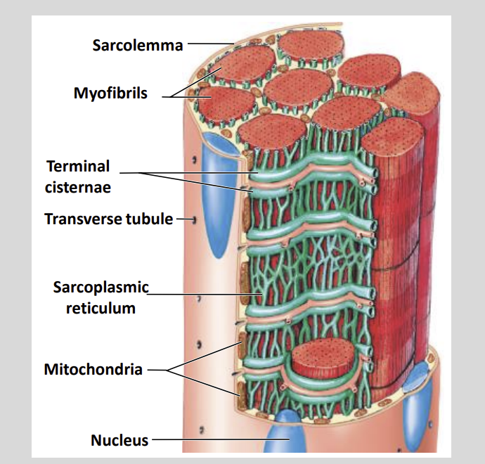 <ul><li><p>Transverse Tubules</p></li><li><p>Sarcoplasmic Reticulum</p></li></ul><p></p>