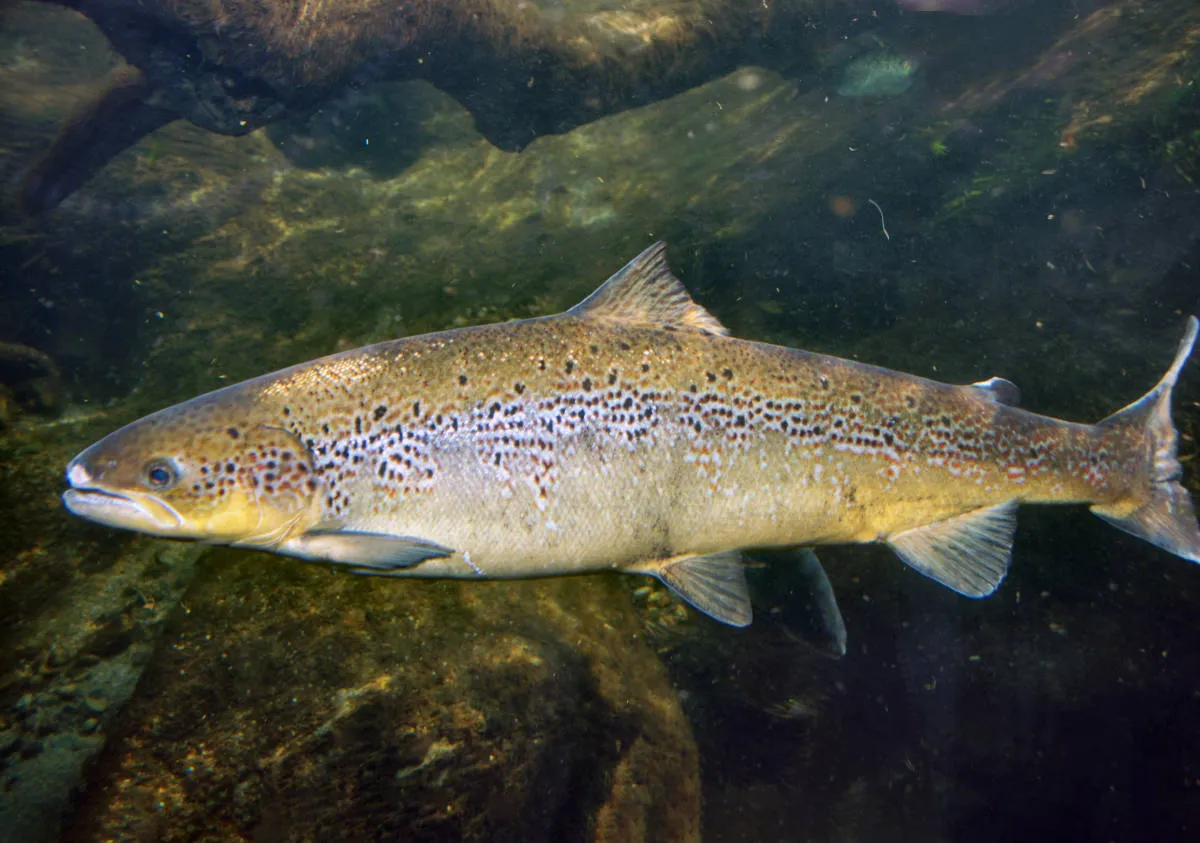 <p>What type of fish is shown in the picture?</p>