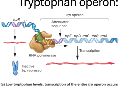 <p>Describe the synthesis of tryptophan</p>