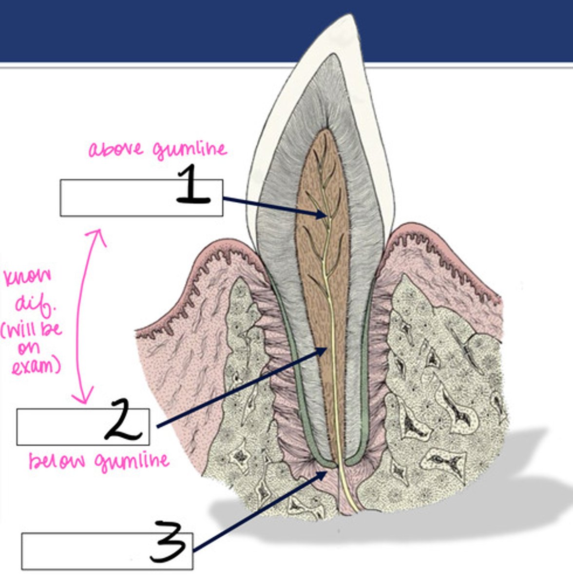 <p>What structure is represented by #3?</p>