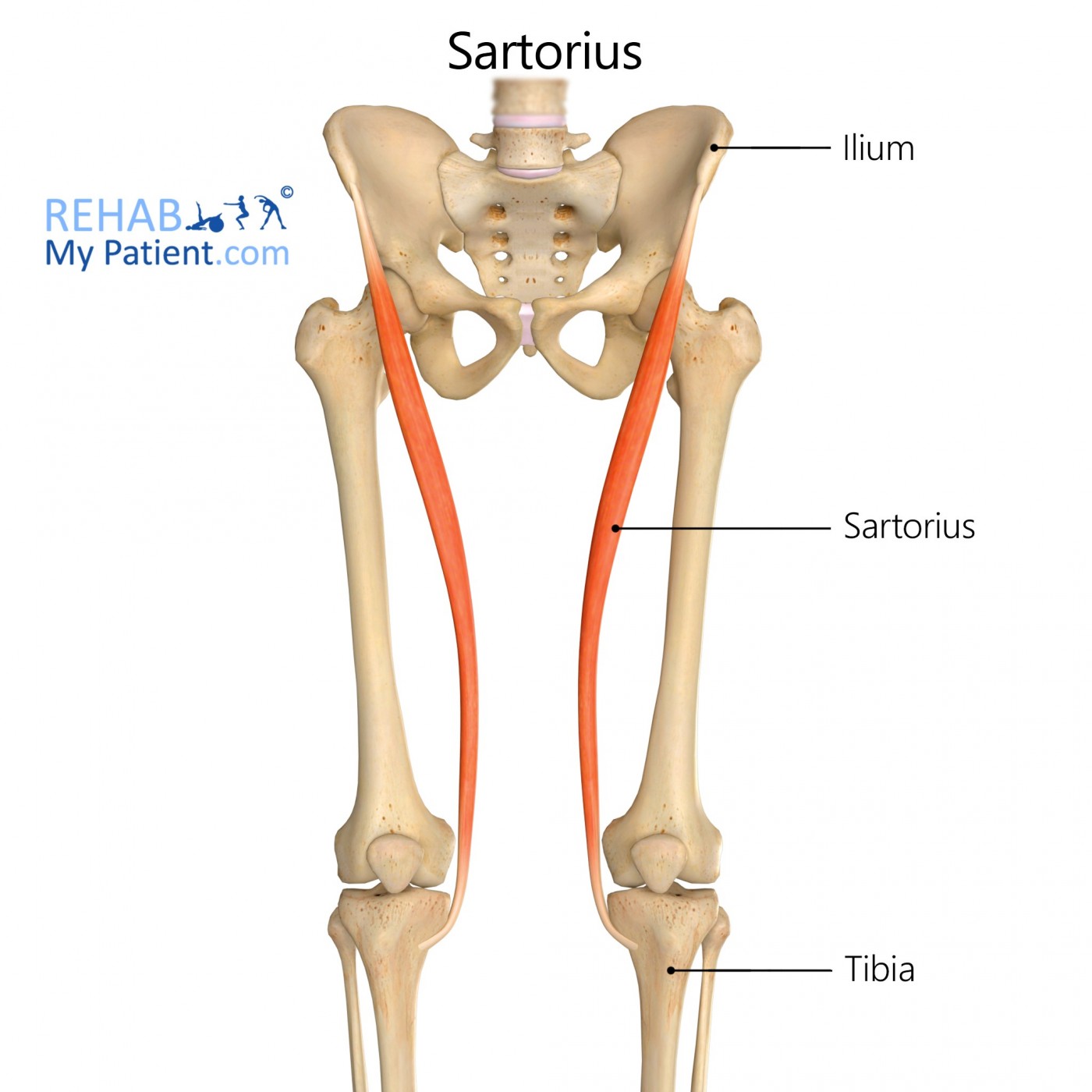<p>Sartorius insertion</p>