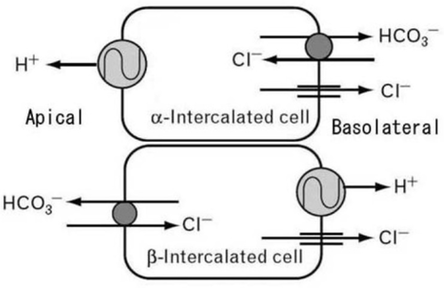 <p>Beta-intercalated cells try to hold on to acids (lower blood pH), while alpha-intercalated cells try to get rid of acids (elevate blood pH).</p>