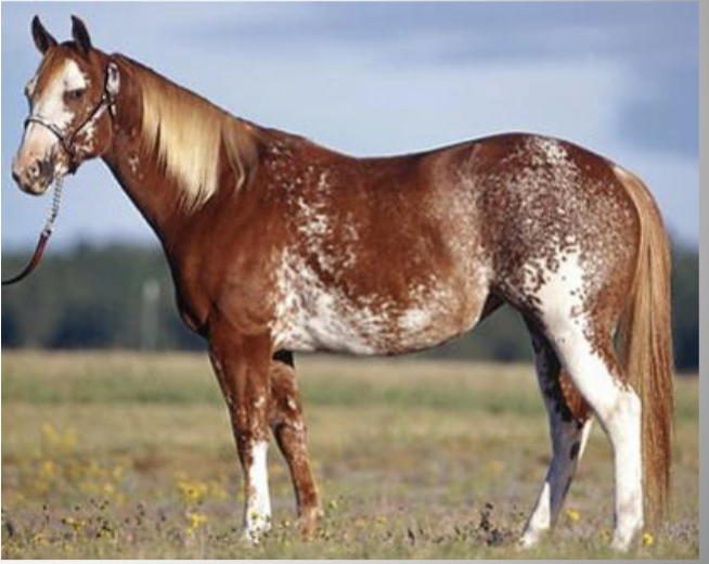 <p>What white coloring is this horse? </p>