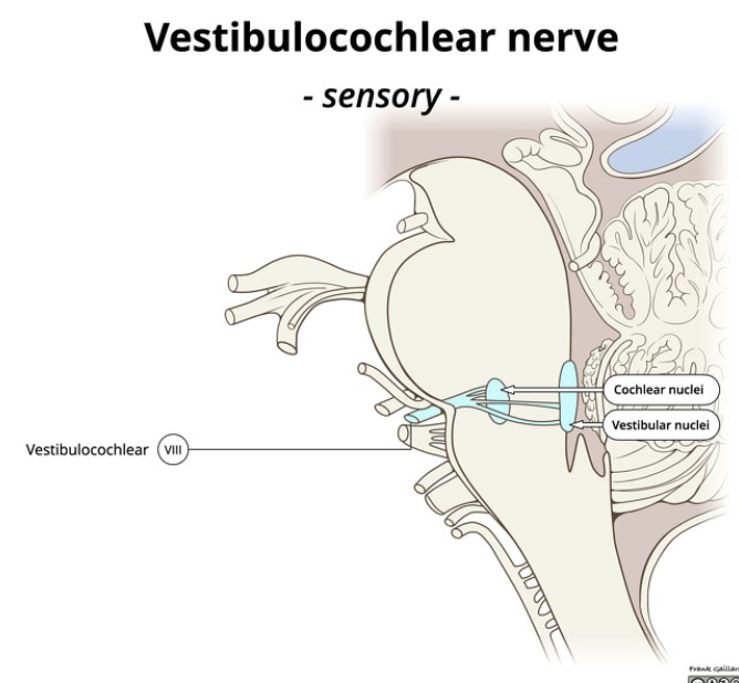 <p>where is <span>Vestibular and Cochlear Nuclei?</span></p>