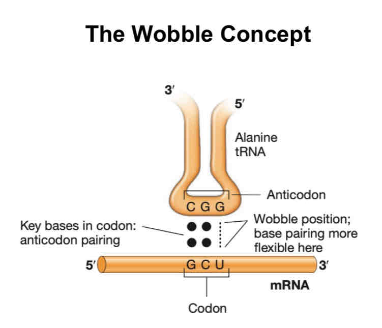 <p>Wobble concept</p>