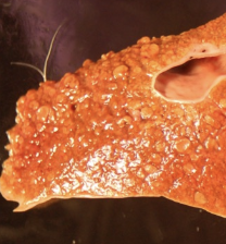 <p><strong>no, hepatic enzymes are not indicators of hepatic function:</strong></p><p>-degree of increase does not reflect severity</p><p>-enzymes are best evaluated over time and with other diagnostics</p>