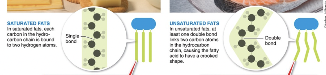 <p>saturated fat vs unsaturated fat</p>