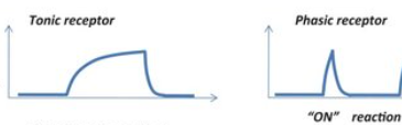 <ul><li><p><span style="font-family: Garamond, serif">Phasic receptors are <u>fast-adapting receptors</u> that send signals at the beginning or end of a stimulus. An example would be receptors for pressure, touch, or smell. For pressure or touch, you place your finger on your arm and forget it is there until you lift it. For smell, you tend to go nose-blind after smelling it so much at a given time.</span></p></li><li><p class="MsoNormal"><span style="font-family: Garamond, serif">Tonic receptors are receptors that <u>adapt slowly</u> or not at all. These receptors are constantly sending signals. It builds and grows until the problem is solved. An example would be pain receptors; you are in pain until the cut or problem is over.</span></p></li></ul><p></p>