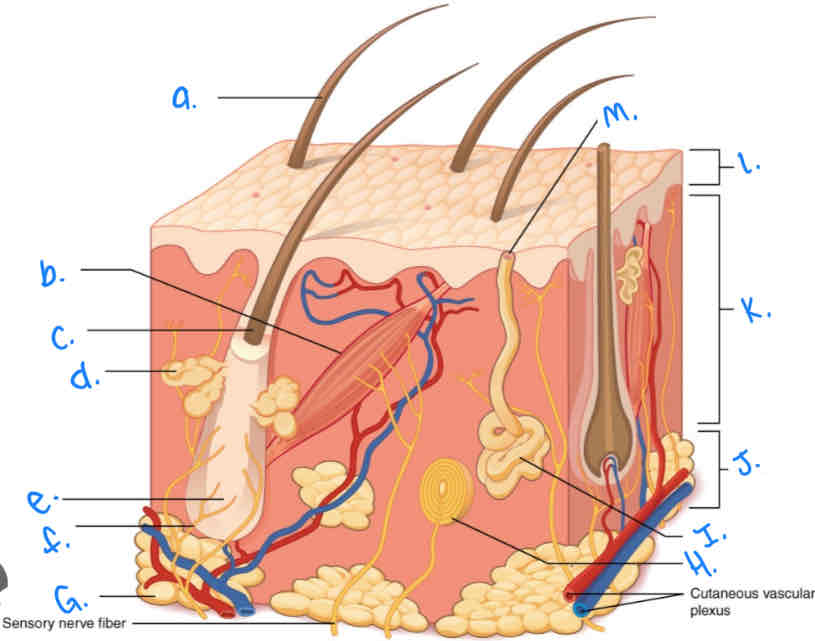 <p>Label the skin diagram letter D</p>