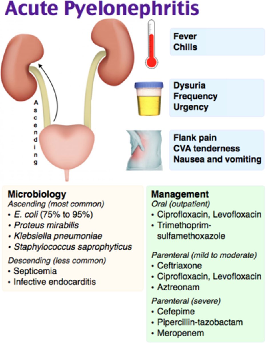 <p>a. Pyelonephritis</p><p>Pyelonephritis is an inflammation of the renal parenchyma and collecting system (including the renal pelvis). The most common cause is bacterial infection. Urosepsis is a systemic infection arising from a urologic source. If hot treated promptly, it can lead to septic shock and death. </p><p>NOTE: For residents of long term care facilities, catheter-associated urinary tract infections (CAUTIs) are common causes of pyelonephritis and urosepsis. Lewis Med Surg Clinical Companion pg 506-508</p>