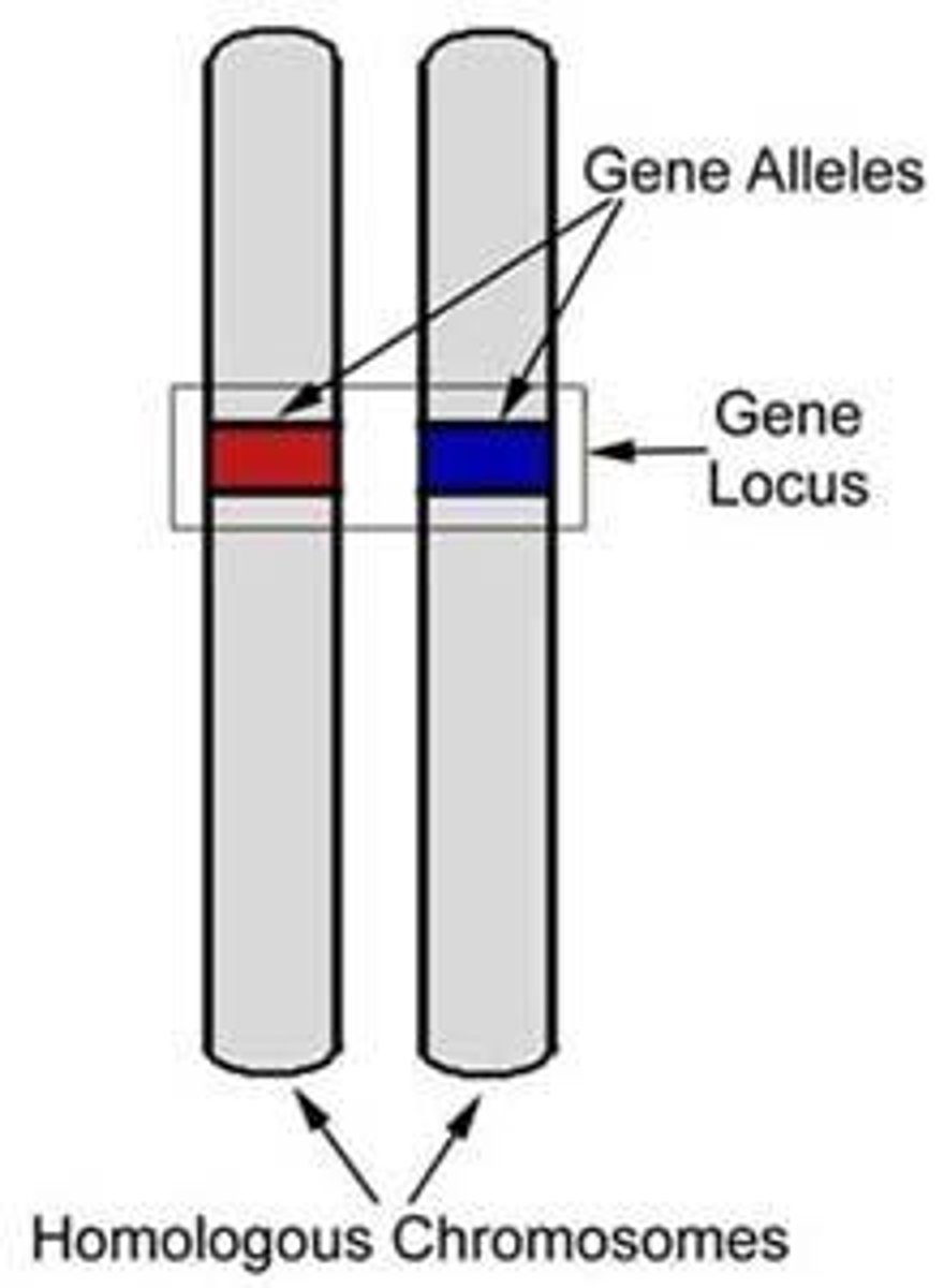 <p>Chromosome pairs that have the same genes but may have different alleles.</p>