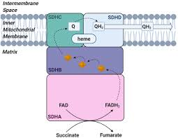 <ul><li><p>Accepts electrons from FADH<sub>2</sub> </p></li><li><p>Transfer them to Coenzyme Q </p></li><li><p>Does not pump protons </p></li><li><p>FADH<sub>2 </sub> turned FAD</p></li></ul><p></p>