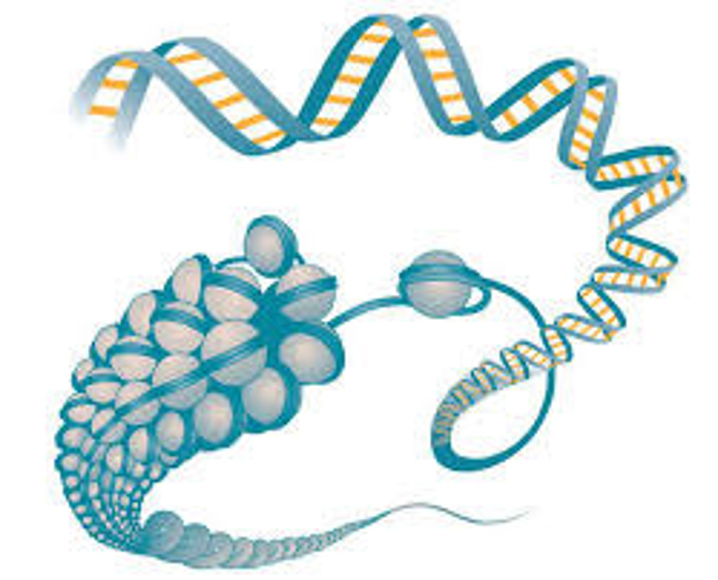 <p>het DNA-eiwit complex dat in als een lange draad in de celkern zit</p>