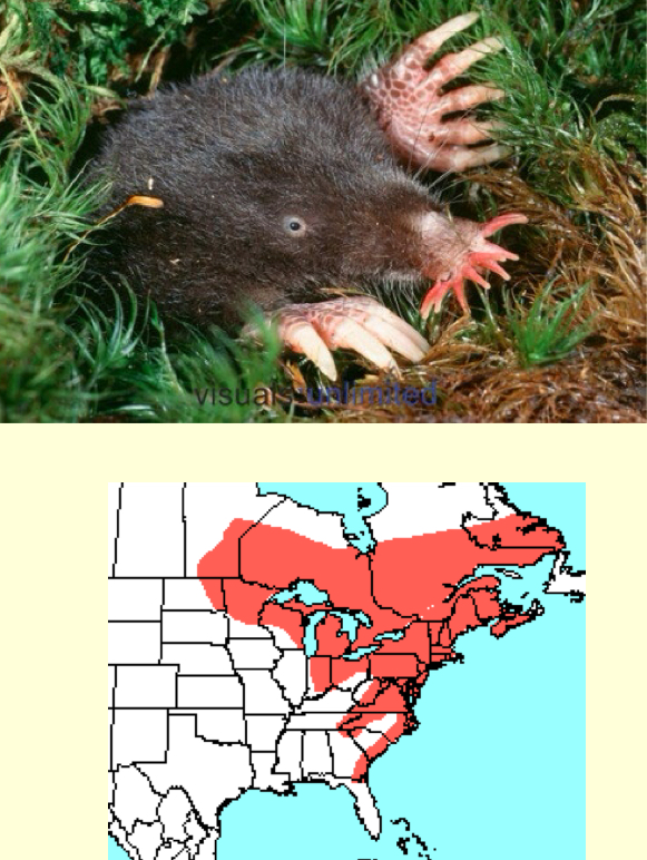<p><em>Condylura cristata</em>—star-nosed mole</p>