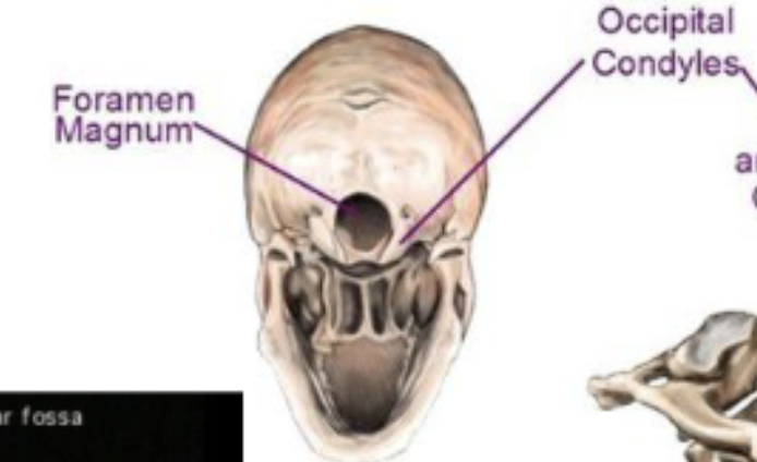 <p>Knob-shaped bump on bone that forms a joint with another bone </p><p>ex. occipital condyle </p>