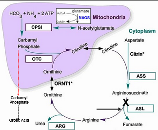 <p>Arginosuccinate Lyase (ASL) Deficiency</p>