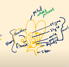 <p>Male gametes are the pollen, and the pollen grains are produced in the anther, and inside the pollen grains are where the sperm is found.<br>Inside the pollen cells,</p>