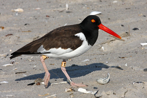 <p>Haematopus palliatus</p>