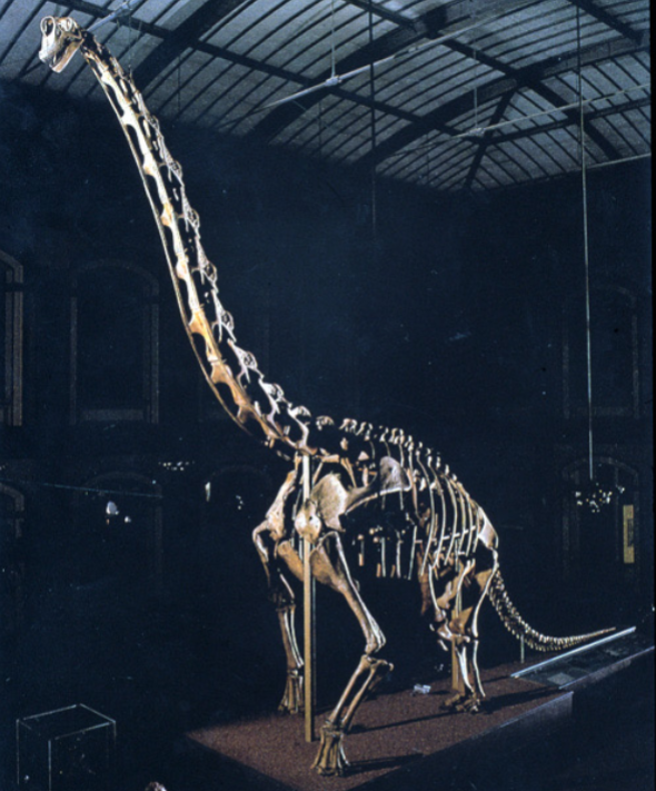 <p><span style="background-color: transparent;"><span>“Arm lizard;” Late Jurassic, Western n. America, ~13 m tall, ~25 m long; Not the largest sauropod, but among the largest known from relatively complete skeletons; Stance suggest that neck was often held up high (note size of front legs). A sauropod.</span></span></p>