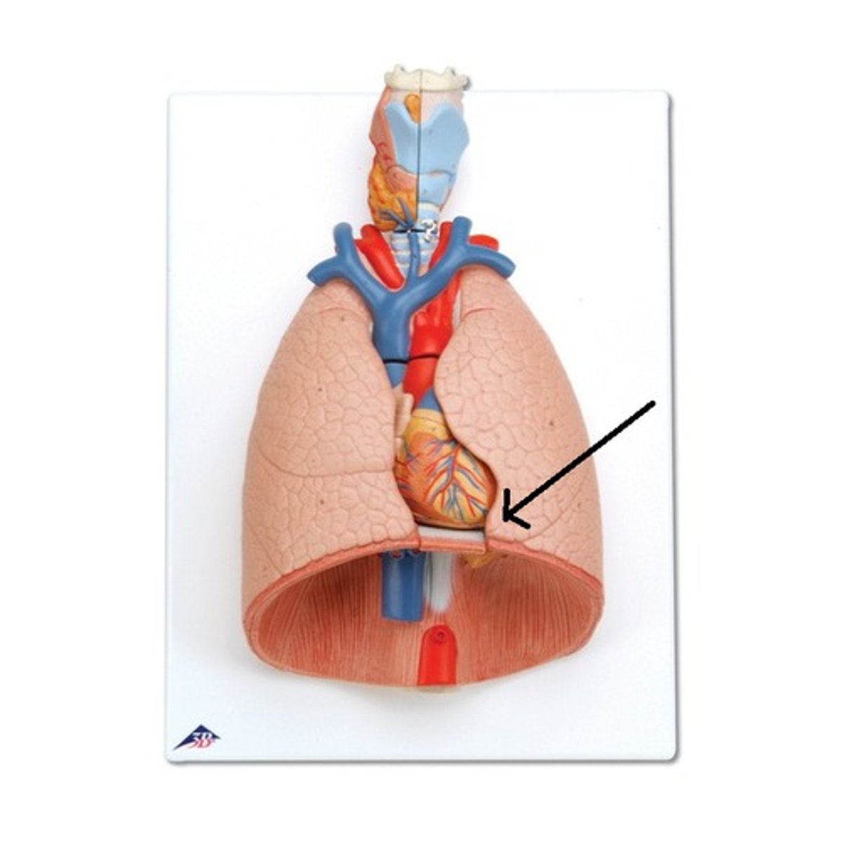 <p>a tongue-like extension of the left superior lobe projects anteriorly over the heart</p>
