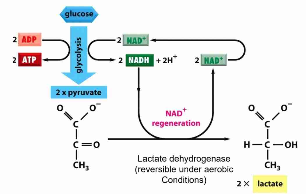 <p>Fermentation leads to excretion of lactate,which is self limiting</p><p></p>