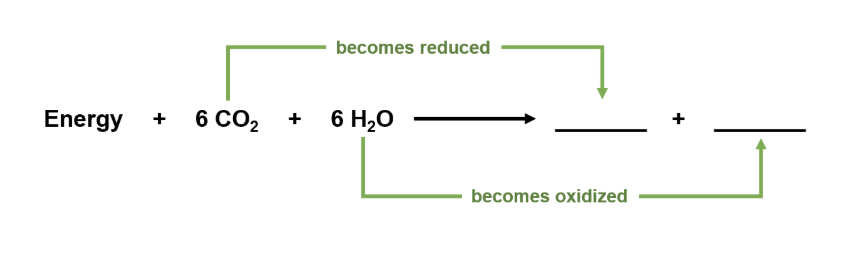 <p><span><span>During photosynthesis, CO</span></span><sub>2</sub><span><span> is reduced to ______, while H</span></span><sub>2</sub><span><span>O is oxidized to _______.</span></span></p>