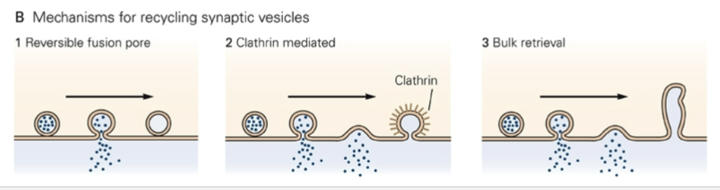 
1. Reversible Fusion Pore
2. Clathrin-Mediated
3. Bulk retrieval