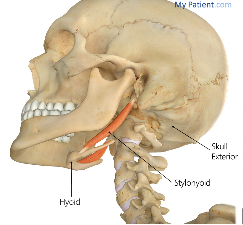 <p>stylohyoid</p>