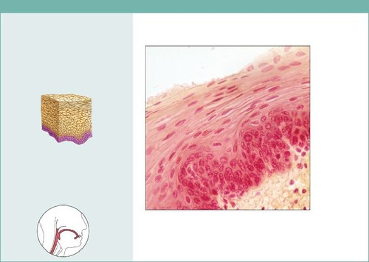 <p>nonkeratinized type forms the moist linings of the esophagus, mouth, and vagina; keratinized variety forms the epidermis of the skin, a dry membrane</p>