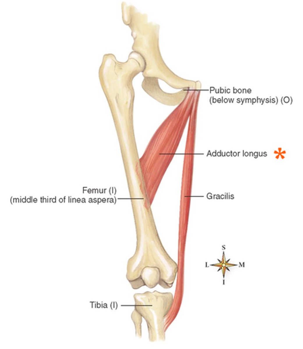 <p>mid-femur</p>