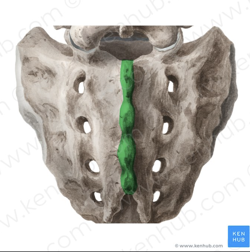 <p>What part of the sacrum is this?</p>