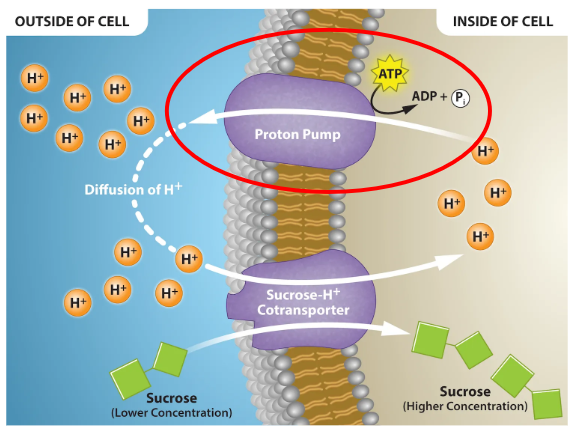 <p>Carrier proteins pump the substances in and out of the protein </p>